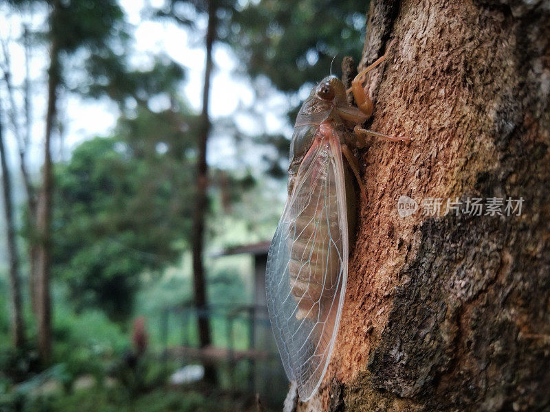 Cicadidae. The true cicadas on a part of tree background